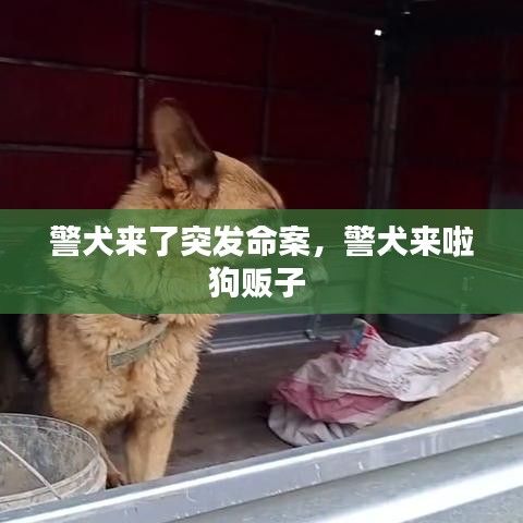 资质认证 第88页