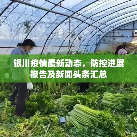 银川疫情最新动态，防控进展报告及新闻头条汇总