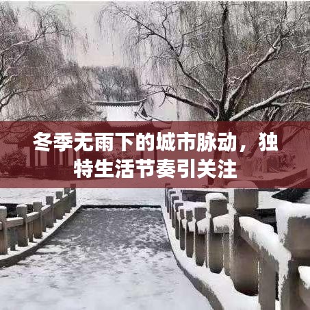 冬季无雨下的城市脉动，独特生活节奏引关注
