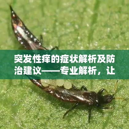 突发性痒的症状解析及防治建议——专业解析，让你远离痒的困扰