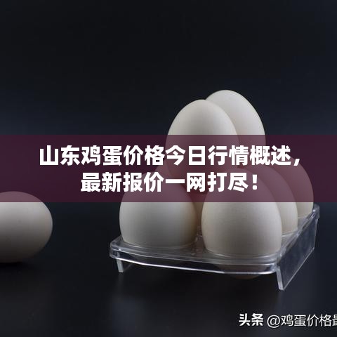 山东鸡蛋价格今日行情概述，最新报价一网打尽！