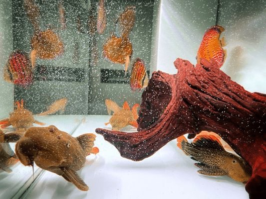 南美水族论坛官方下载,平衡实施策略|KP_v7.747