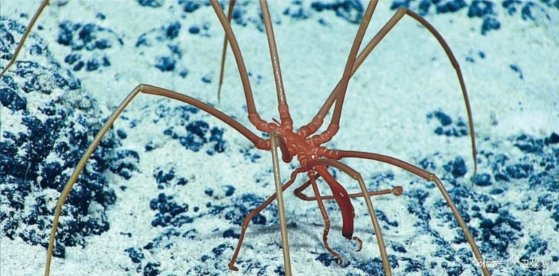 海蜘蛛版本,灵活执行策略-轻量版_v9.386