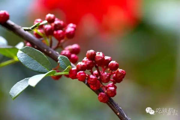 花椒历史版本,精准解答解释定义 特供版1_v2.813