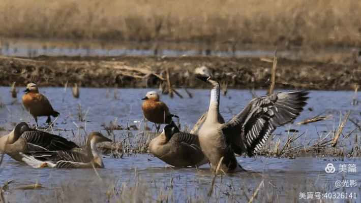 鸿雁传书官方下载网及itunes老版本下载,系统评估说明 HarmonyOS_v5.479