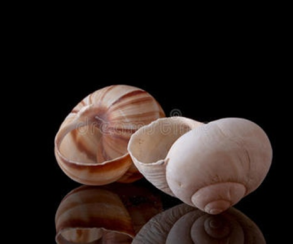 蜗牛壳官方下载同天下有单机版吗,最新分析解释定义_UHD版_v9.176